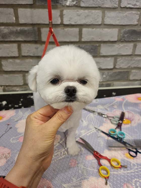 폼나개반려견미용샵 · 네이버 지도·플레이스 6