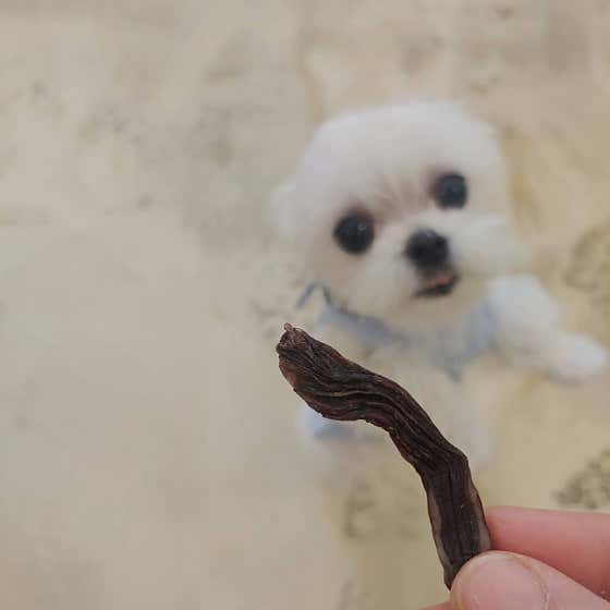폼나개반려견미용샵 · 네이버 지도·플레이스 9