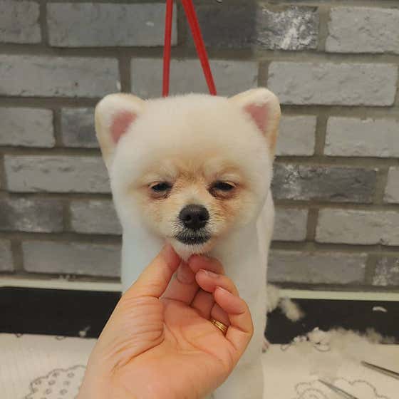 폼나개반려견미용샵 · 네이버 지도·플레이스 7