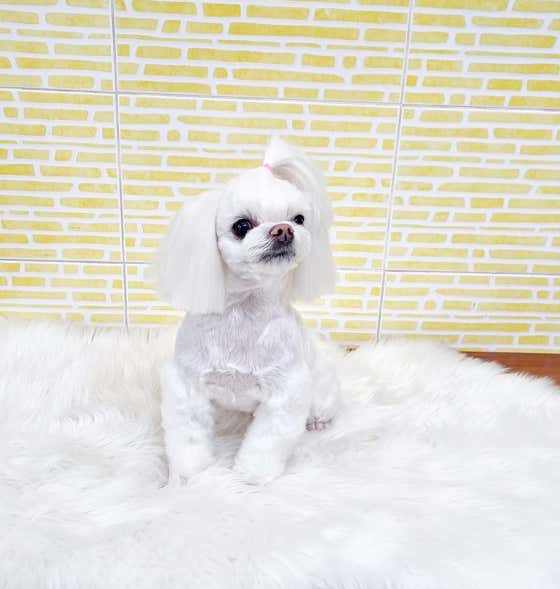 요크독애견샵 · 네이버 지도·플레이스 10