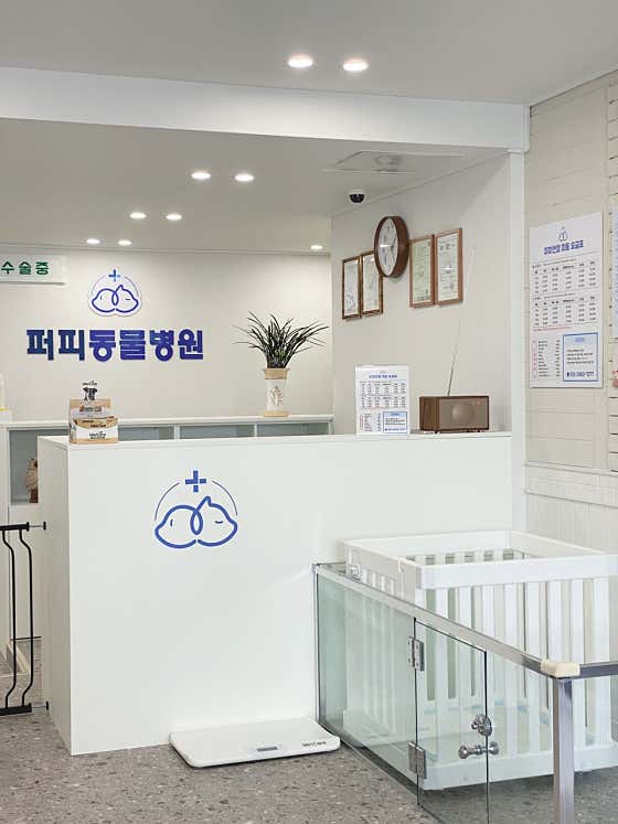 퍼피엔젤 반려동물 미용실 · 네이버 지도·플레이스 3