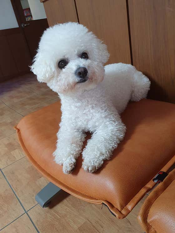 펫하우스V · 네이버 지도·플레이스 4