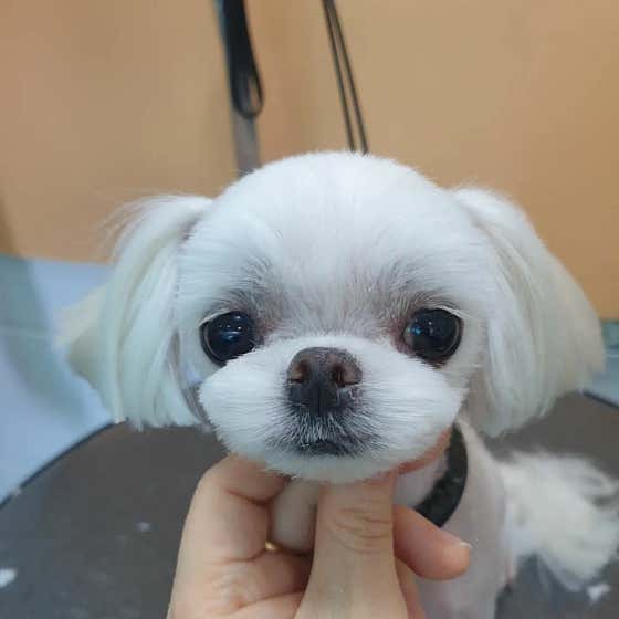 잇츠 독