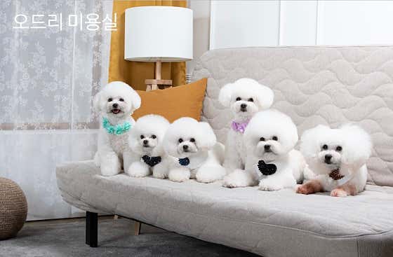 오드리 펫