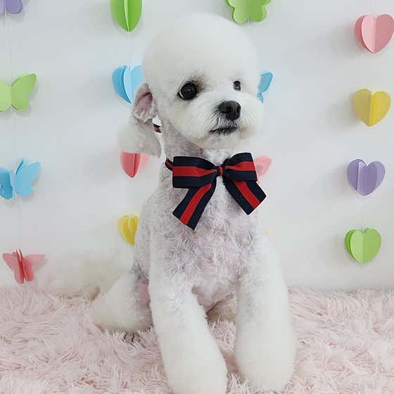 오늘도아름답개 대표이미지