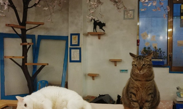 내친구고양이카페 대표 사진