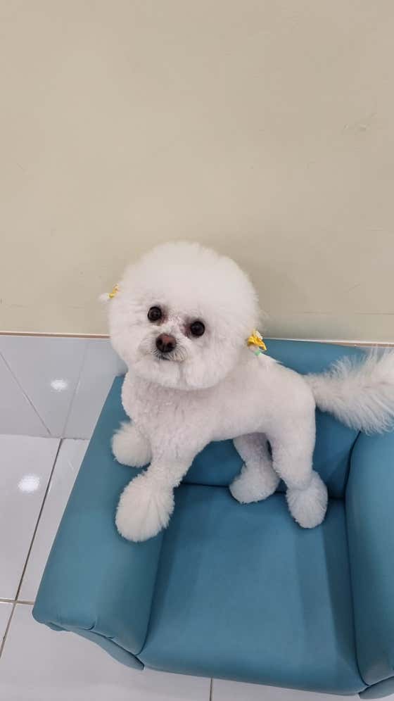 강아지 살롱 · 네이버 지도·플레이스 5