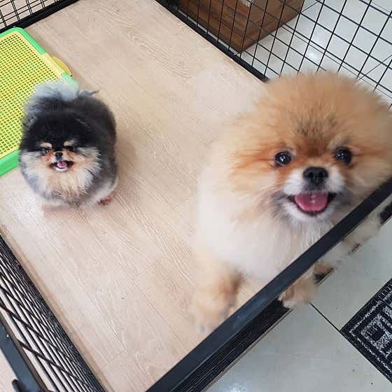 해피펫클럽 · 네이버 지도·플레이스 3