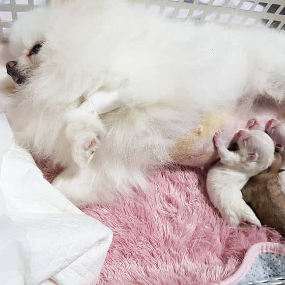 해피펫클럽 · 네이버 지도·플레이스 4