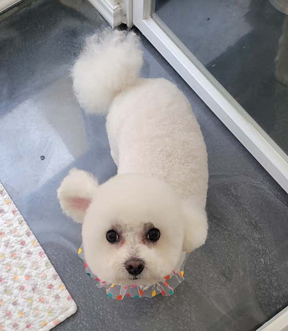 개네집 고양이 · 네이버 지도·플레이스 5