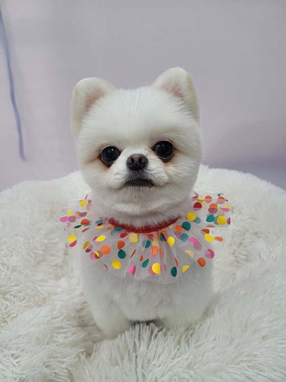 개네집 고양이 · 네이버 지도·플레이스 7