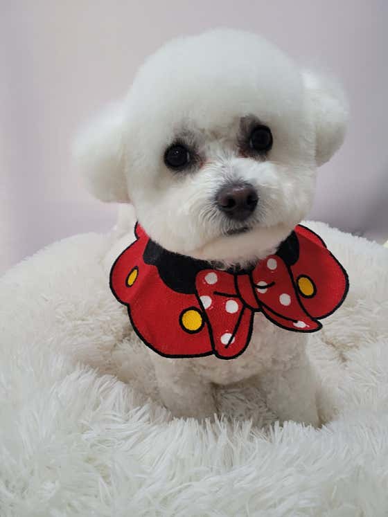 개네집 고양이 · 네이버 지도·플레이스 8