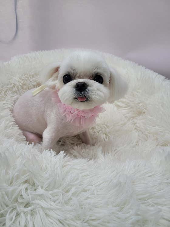 개네집 고양이 · 네이버 지도·플레이스 6