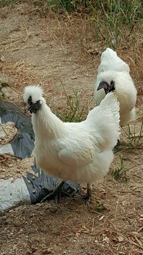 오골계, 청계 변경 메뉴 사진(네이버)