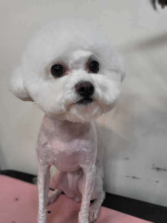멍블랑 퍼피살롱 · 네이버 지도·플레이스 9