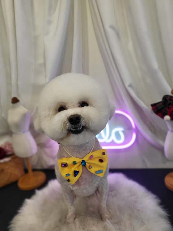 멍블랑 퍼피살롱 · 네이버 지도·플레이스 4