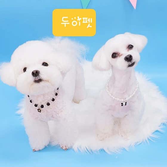 두이펫 · 네이버 지도·플레이스 2