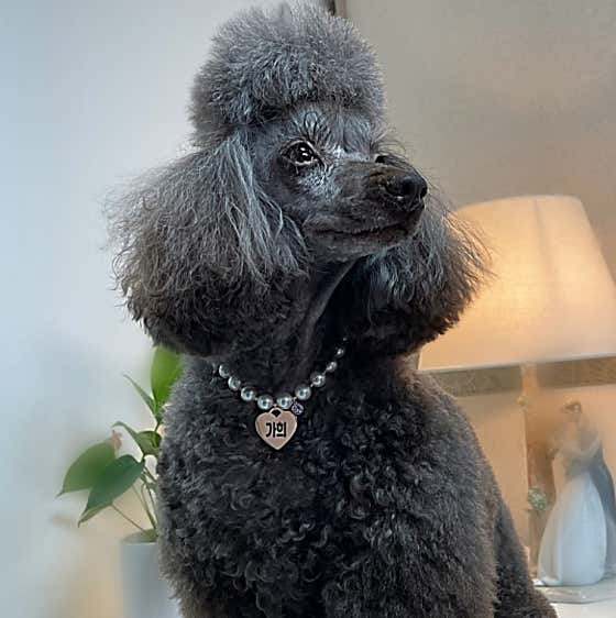 티나DOG