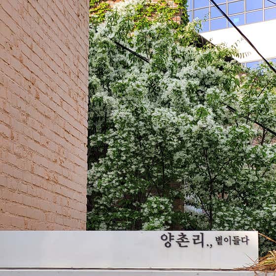 카페 양촌리 · 네이버 지도·플레이스 6