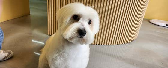 티나DOG · 네이버 지도·플레이스 8