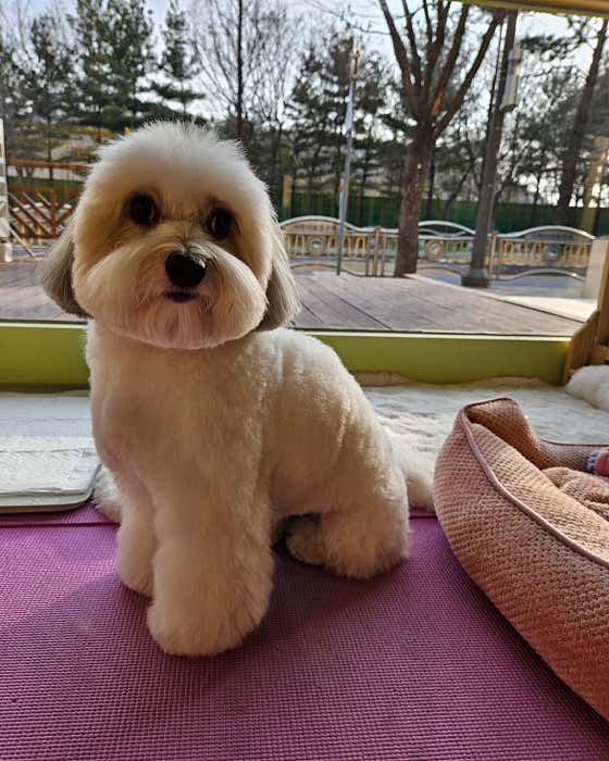 티나DOG · 네이버 지도·플레이스 5