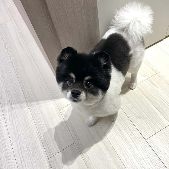 티나DOG · 네이버 지도·플레이스 10