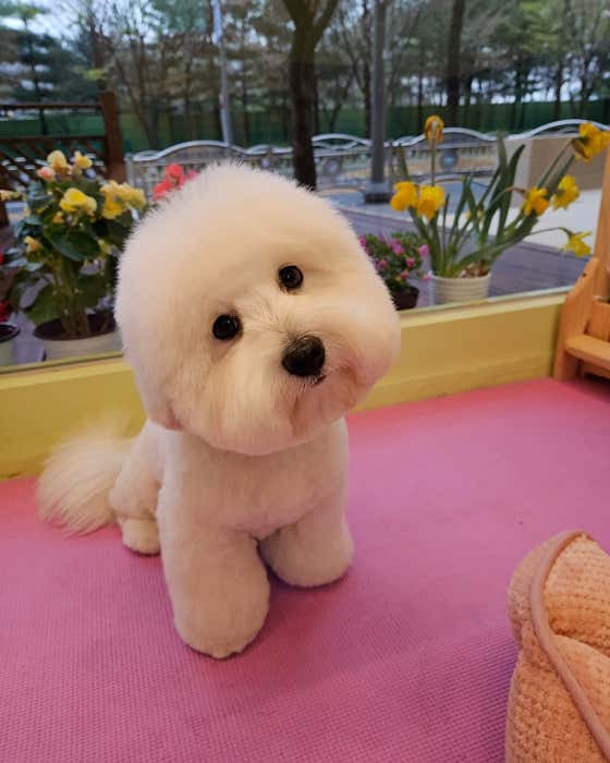 티나DOG · 네이버 지도·플레이스 4