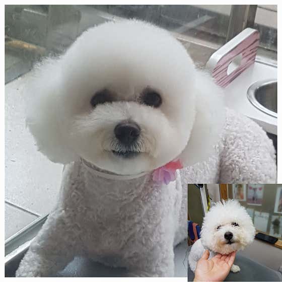 가이아펫 · 네이버 지도·플레이스 4