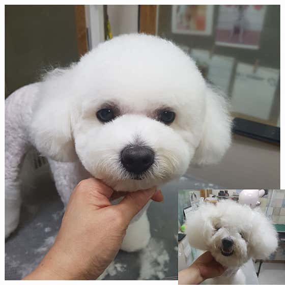 가이아펫 · 네이버 지도·플레이스 5