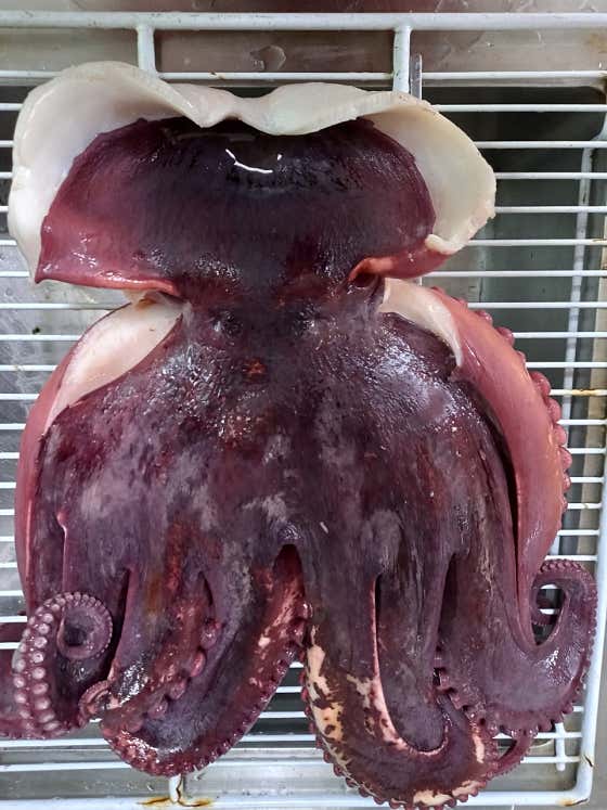 문어 메뉴 사진(네이버)