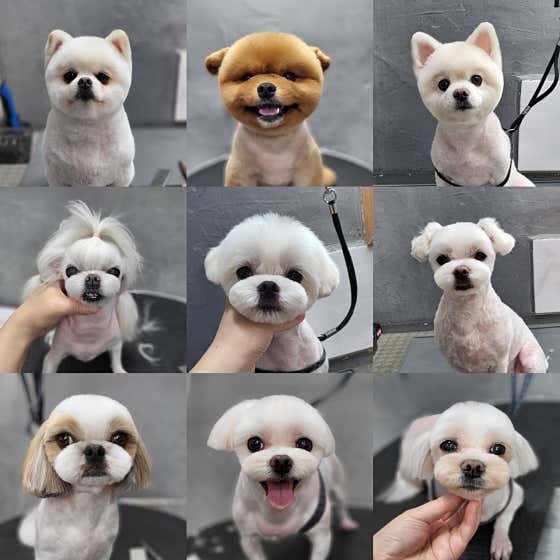 아름답개