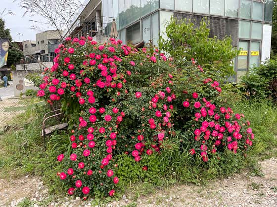 수비