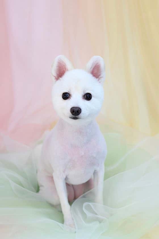 프렌독 · 네이버 지도·플레이스 3