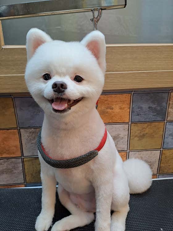 퍼피멍멍 · 네이버 지도·플레이스 4