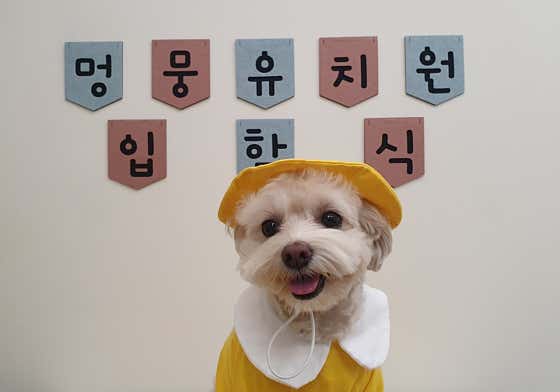 멍뭉유치원 다산점 · 네이버 지도·플레이스 4