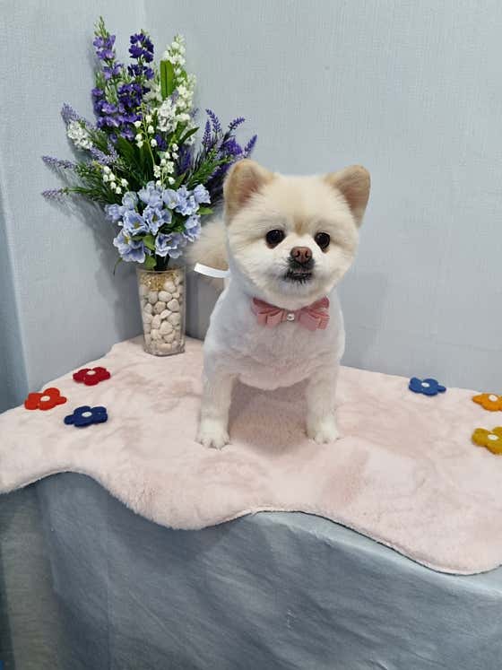 샤워하시개 와 미용하시개 대표이미지