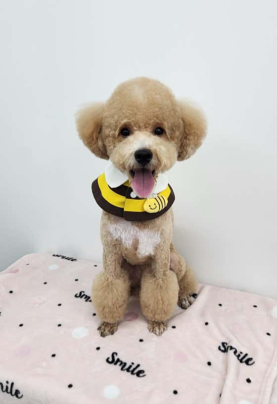 체인지펫미용