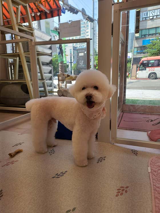 가이아펫 · 네이버 지도·플레이스 3