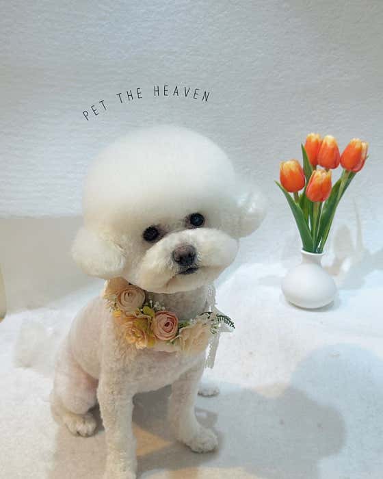 펫더헤븐 본점 · 네이버 지도·플레이스 5