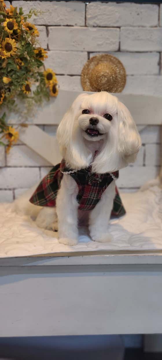 몽이펫 · 네이버 지도·플레이스 9