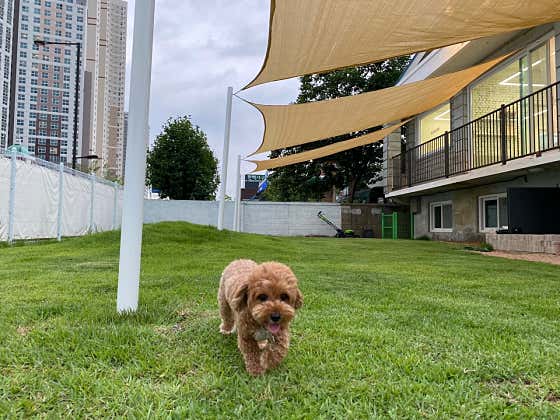 도그스테이 · 네이버 지도·플레이스 3