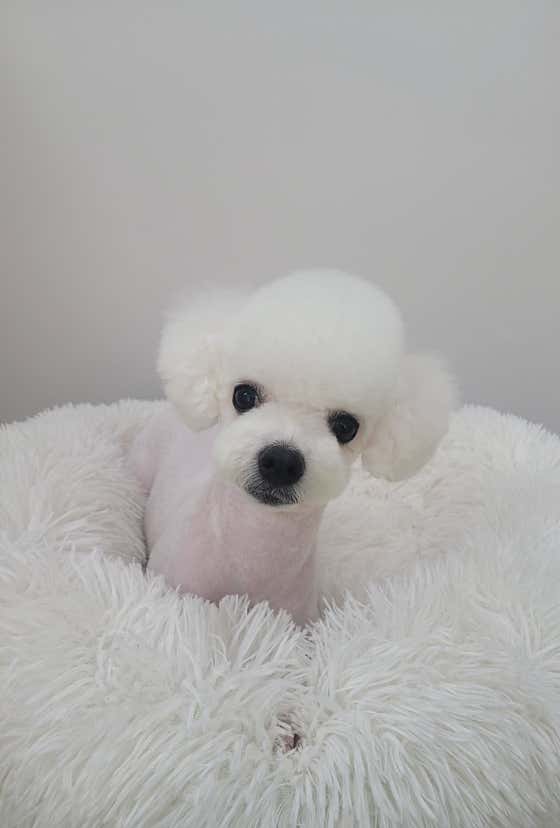 개네집 고양이 · 네이버 지도·플레이스 3