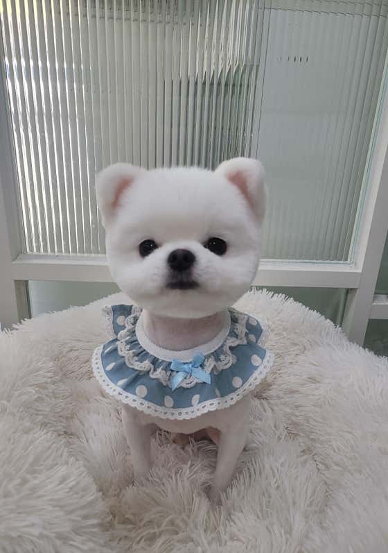개네집 고양이 · 네이버 지도·플레이스 1