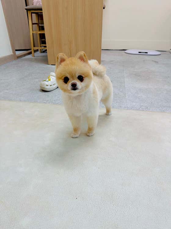 하이펫살롱 · 네이버 지도·플레이스 4