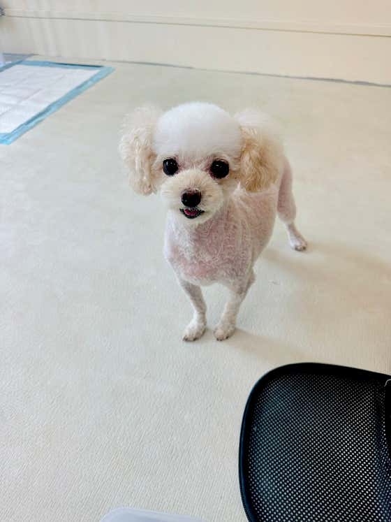 하이펫살롱 · 네이버 지도·플레이스 10
