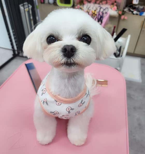 유니독 · 네이버 지도·플레이스 9