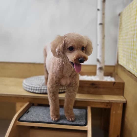말랑 강아지미용실 · 네이버 지도·플레이스 4