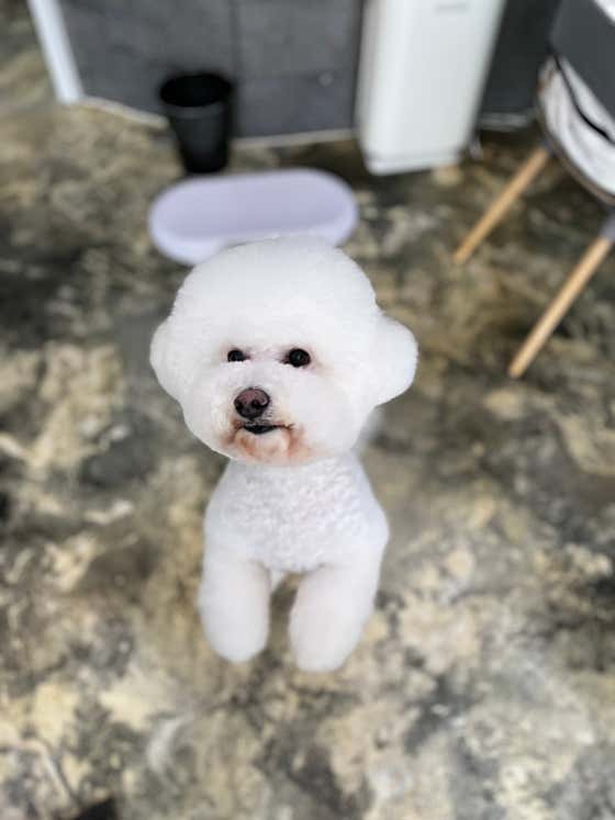 강아지멋내기 · 네이버 지도·플레이스 2