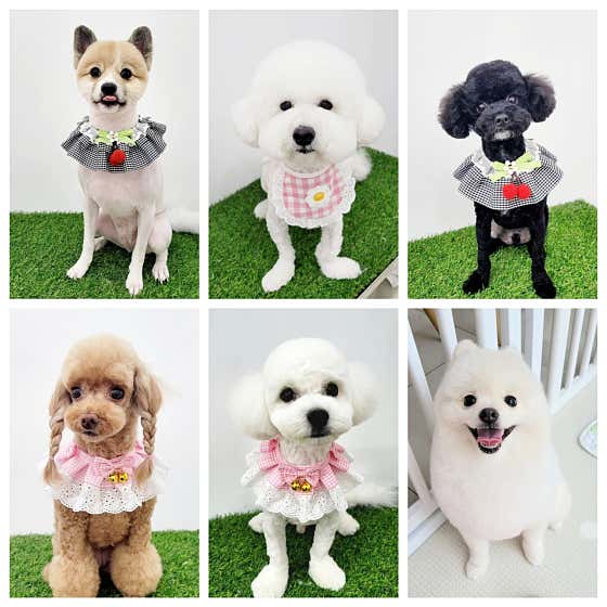 다올그루밍 대표이미지