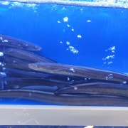장어 메뉴 사진(네이버)